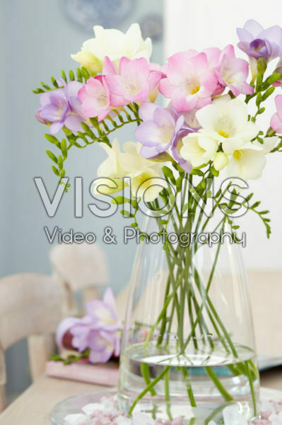 Freesia gemengd