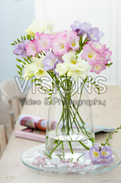 Freesia gemengd