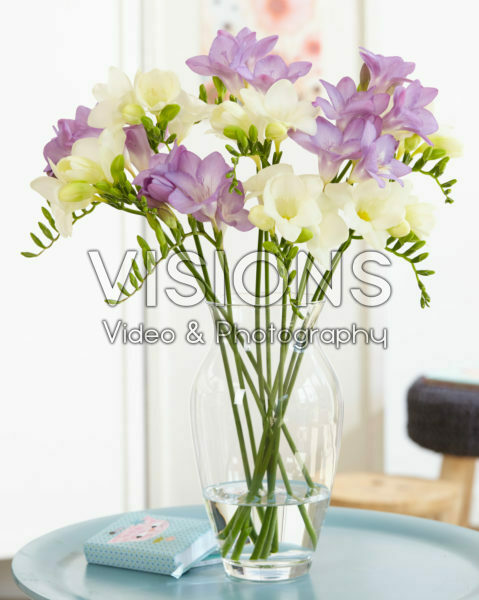 Freesia gemengd