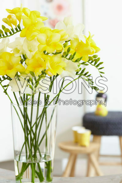 Freesia gemengd