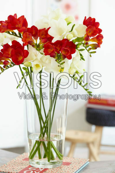 Freesia mixed