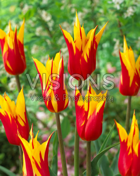 Tulipa Fire Wings