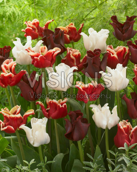 Tulipa mixed