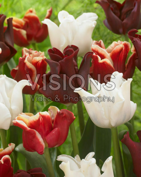 Tulipa gemengd