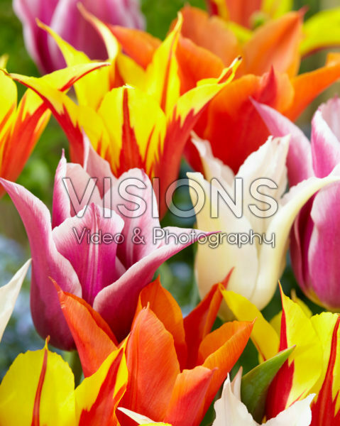 Tulipa leliebloemige mix
