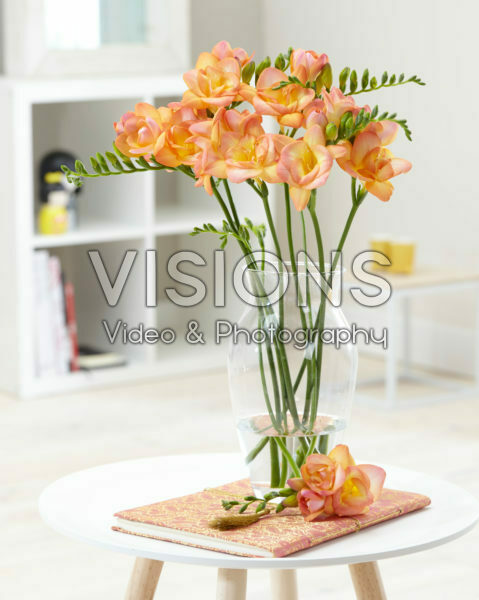 Freesia L206