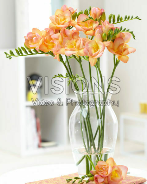 Freesia L206