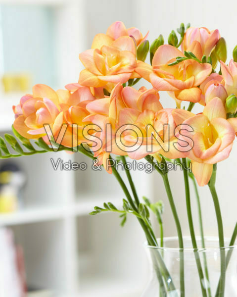 Freesia L206