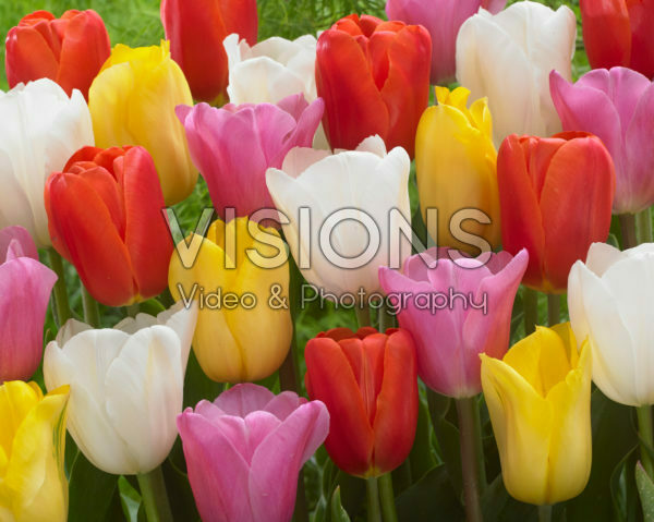 Tulipa triumf mix
