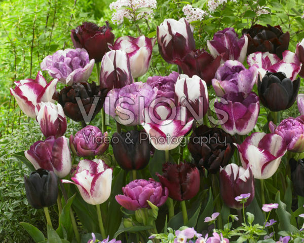 Tulipa mix in roze en paars