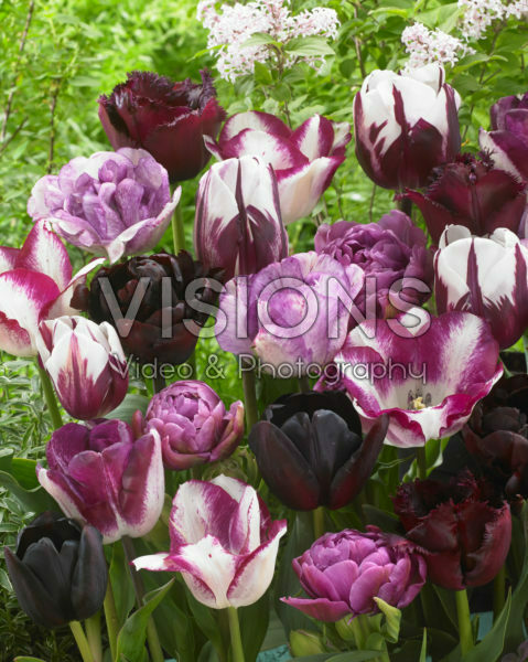 Tulipa mix in pink and purple