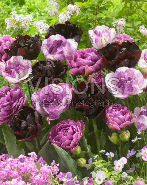 Tulipa double mix in pink and purple