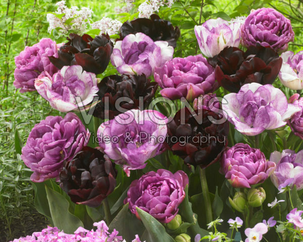 Tulipa dubbel mix in roze en paars