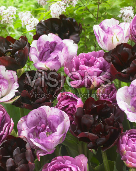 Tulipa dubbel mix in roze en paars