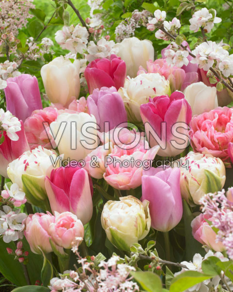 Tulipa mix in roze en wit