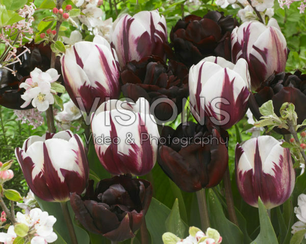 Tulipa Rems Favourite, Palmyra