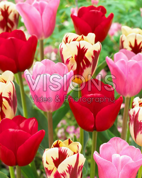 Tulipa triumf mix