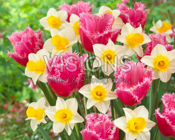 Narcissus Mrs Iwasa Masako, Tulipa Cacharel
