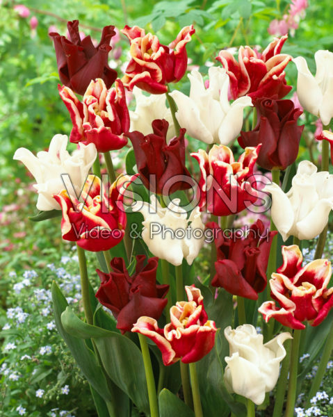 Tulipa gemengd