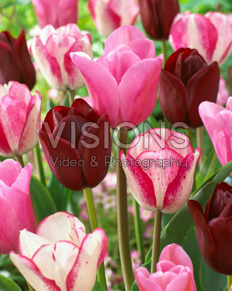 Tulipa mix in roze en rood