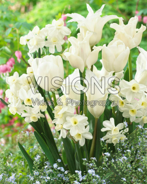 Tulipa en Narcissus mix

Tulipa White Dream