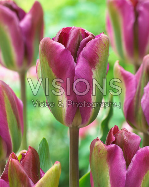 Tulipa Nightrider