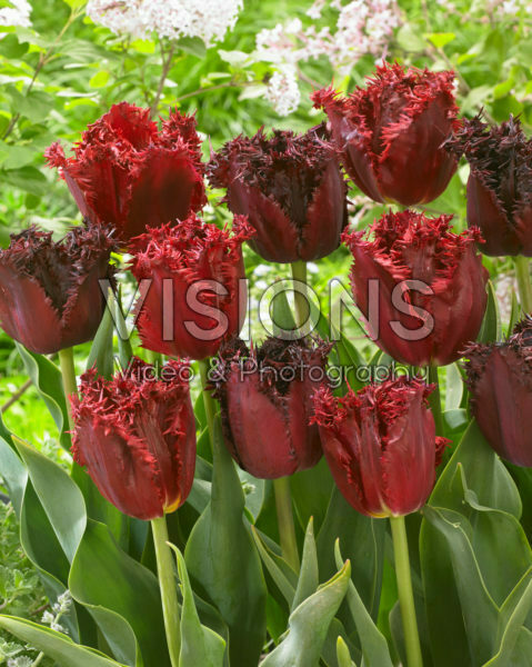 Tulipa Labrador, Versaci