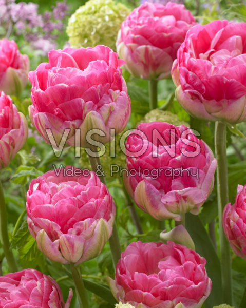 Tulipa Pinksize