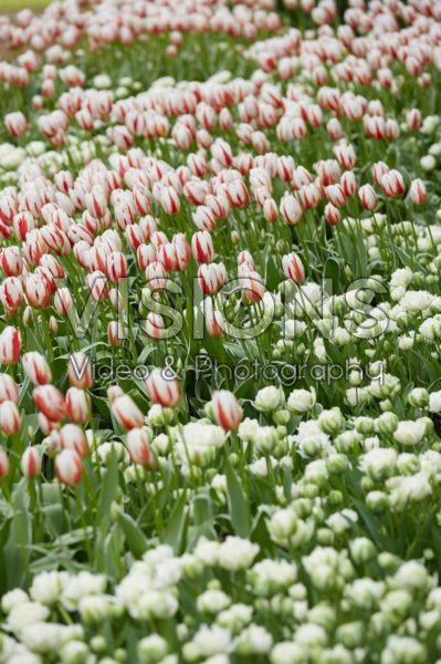 Tulipa Happy Generation, Snow Crystal