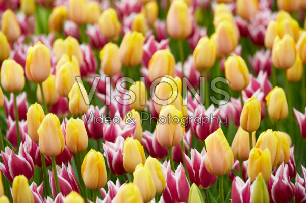 Tulipa combination