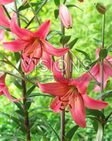 Lilium Pink Flight Lilium Pink Flight