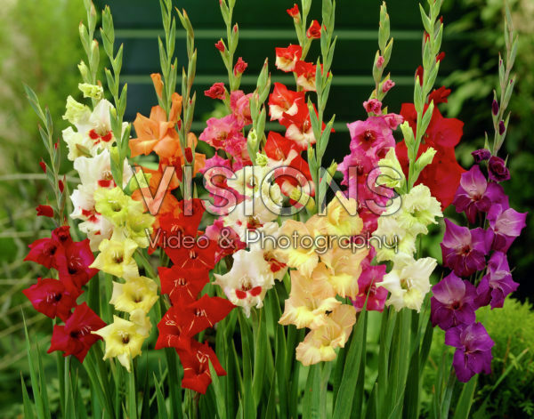 Gladiolus Butterfly mixed