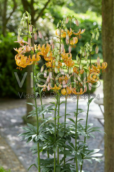 Lilium Guinea Gold Lilium Guinea Gold