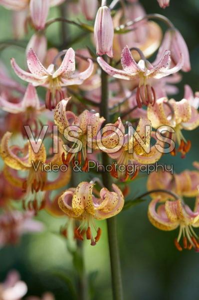 Lilium Chameleon Lilium Chameleon