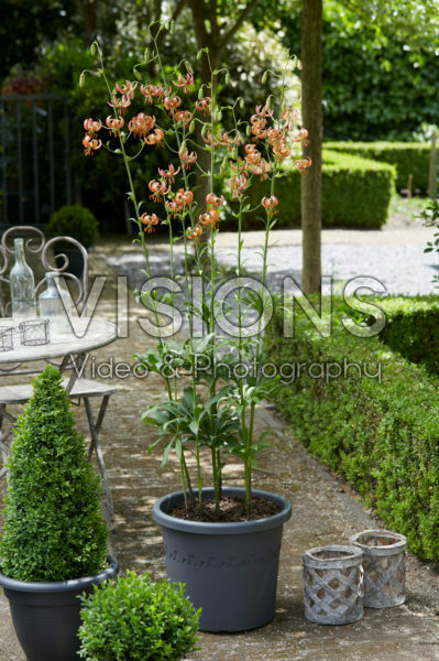 Lilium Rose Arch Fox Lilium Rose Arch Fox