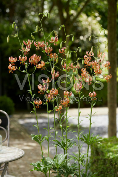 Lilium Rose Arch Fox Lilium Rose Arch Fox