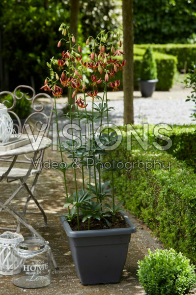 Lilium Arabian Knight Lilium Arabian Knight