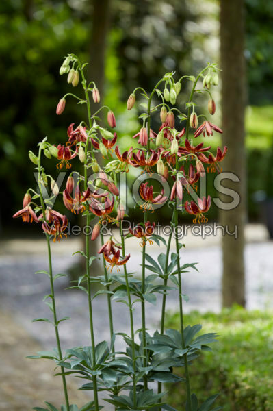 Lilium Arabian Knight Lilium Arabian Knight