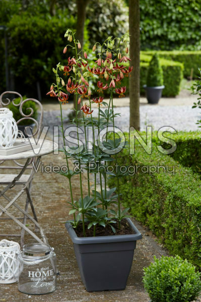 Lilium Arabian Knight Lilium Arabian Knight