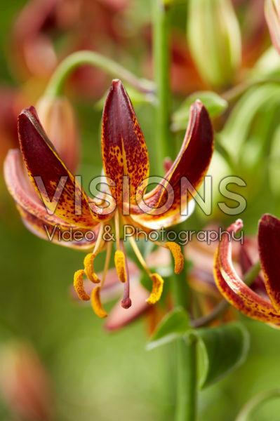 Lilium Arabian Knight Lilium Arabian Knight