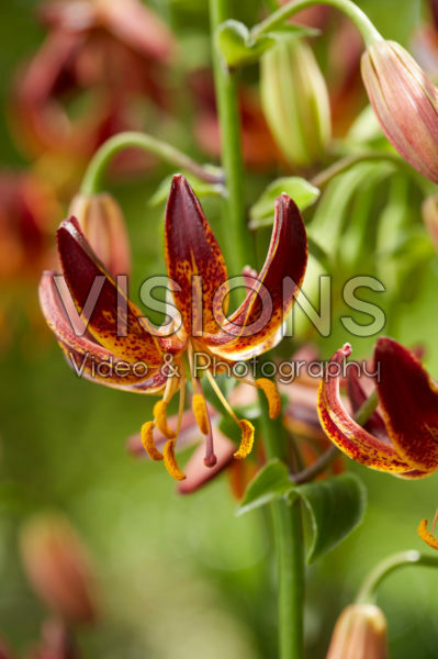 Lilium Arabian Knight Lilium Arabian Knight