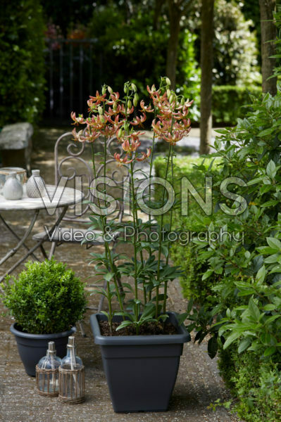Lilium Slate's Morning Lilium Slate's Morning