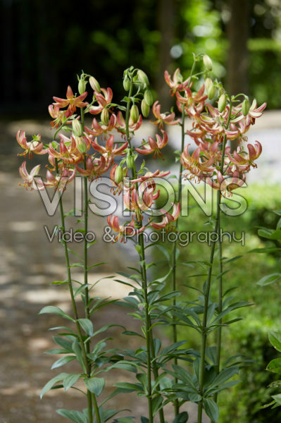 Lilium Slate's Morning Lilium Slate's Morning