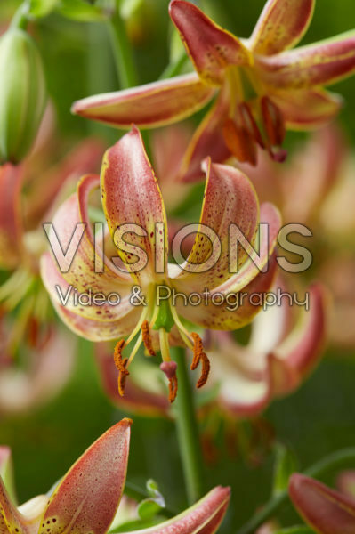 Lilium Slate's Morning Lilium Slate's Morning
