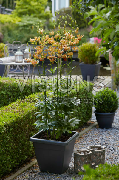 Lilium Peppard Gold Lilium Peppard Gold