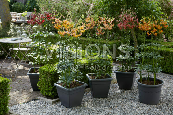 Lilium martagon collection Lilium martagon collection
