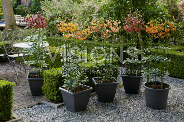 Lilium martagon collection Lilium martagon collection