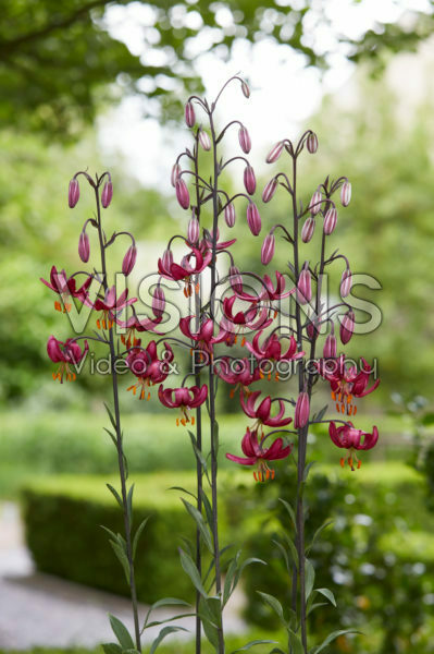 Lilium P325 DW16 Lilium P325 DW16