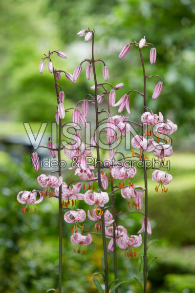 Lilium Purple Morning Lilium Purple Morning