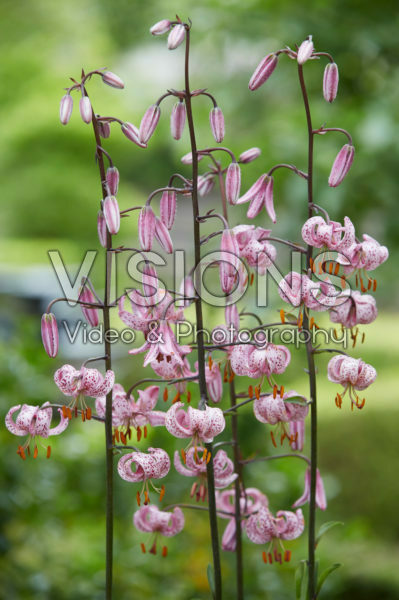 Lilium Purple Morning Lilium Purple Morning